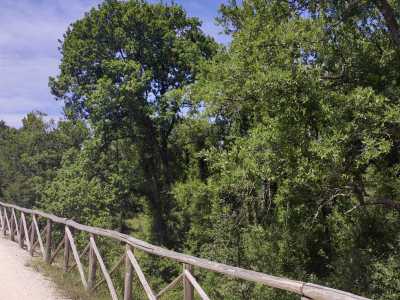 ...e il verde dei maestosi fragni, alberi che in Italia si trovano solo in Puglia e Basilicata